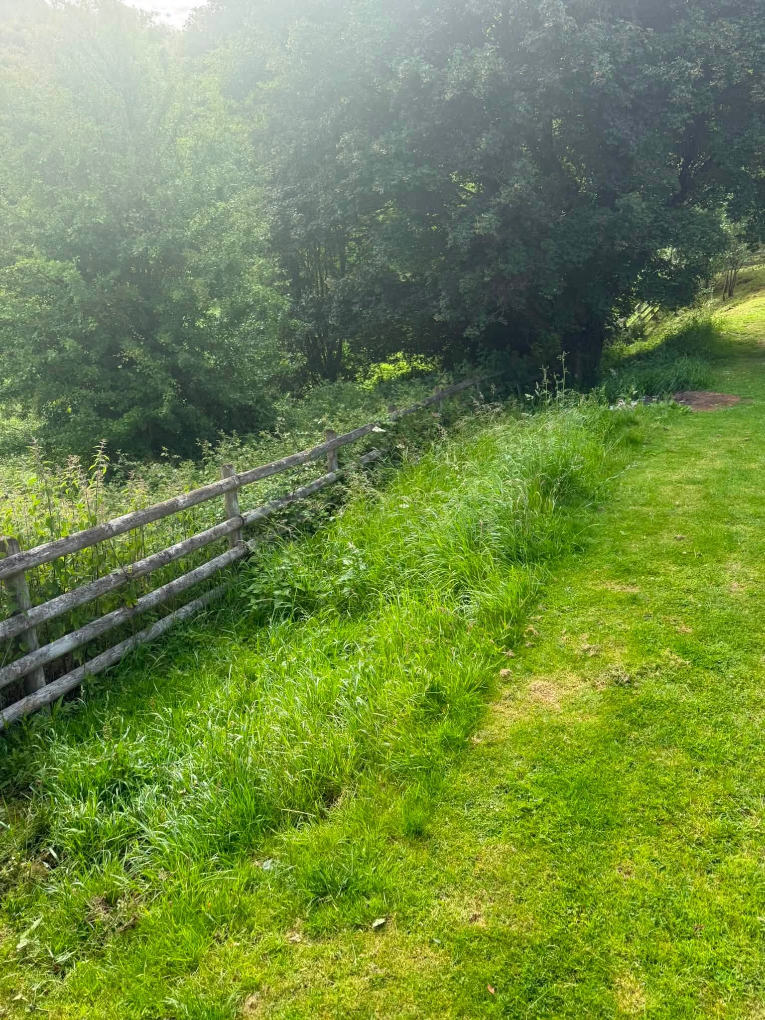 The weathered old fence hidden in the undergrowth