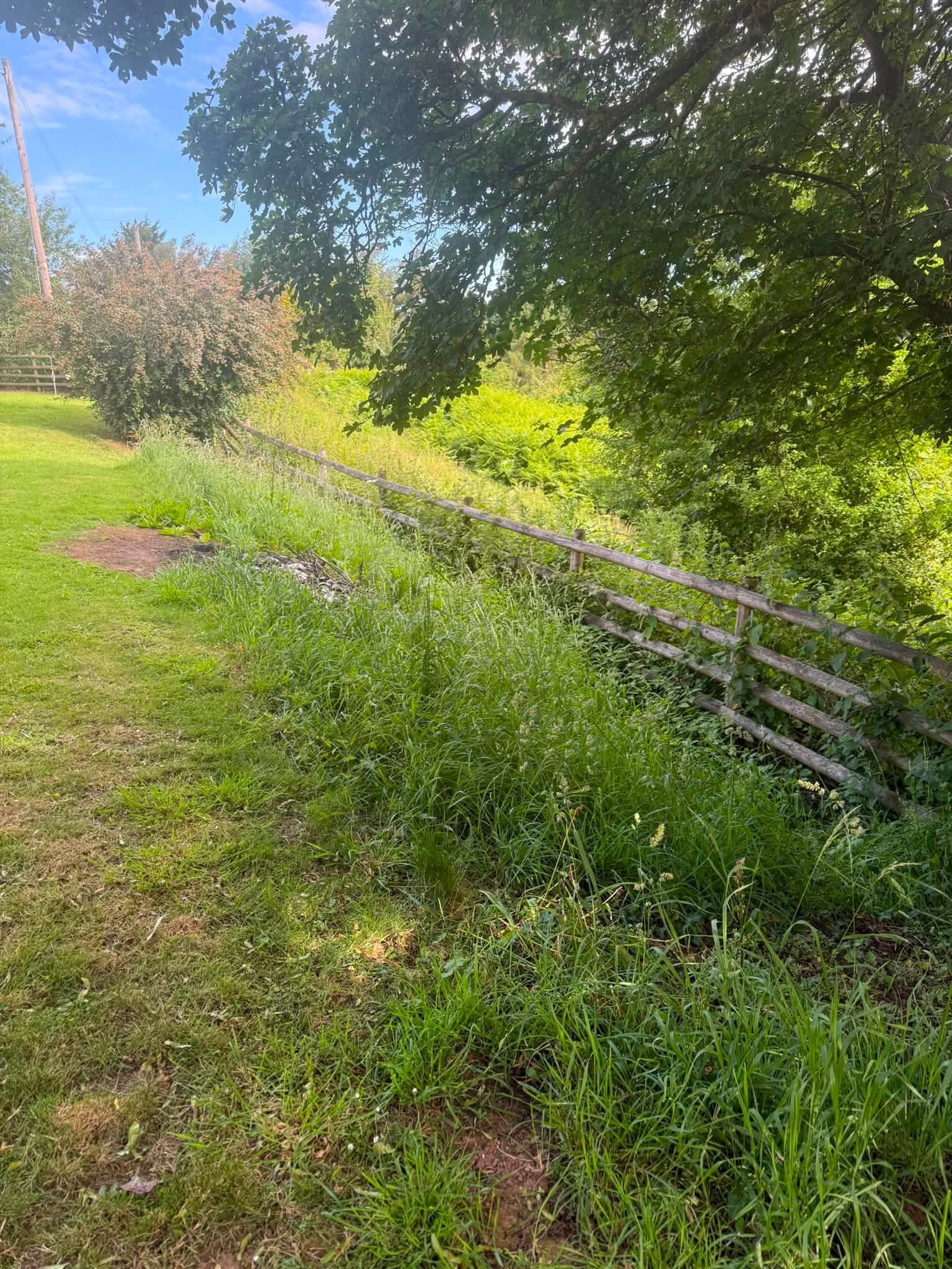 The overgrown boundary before work began