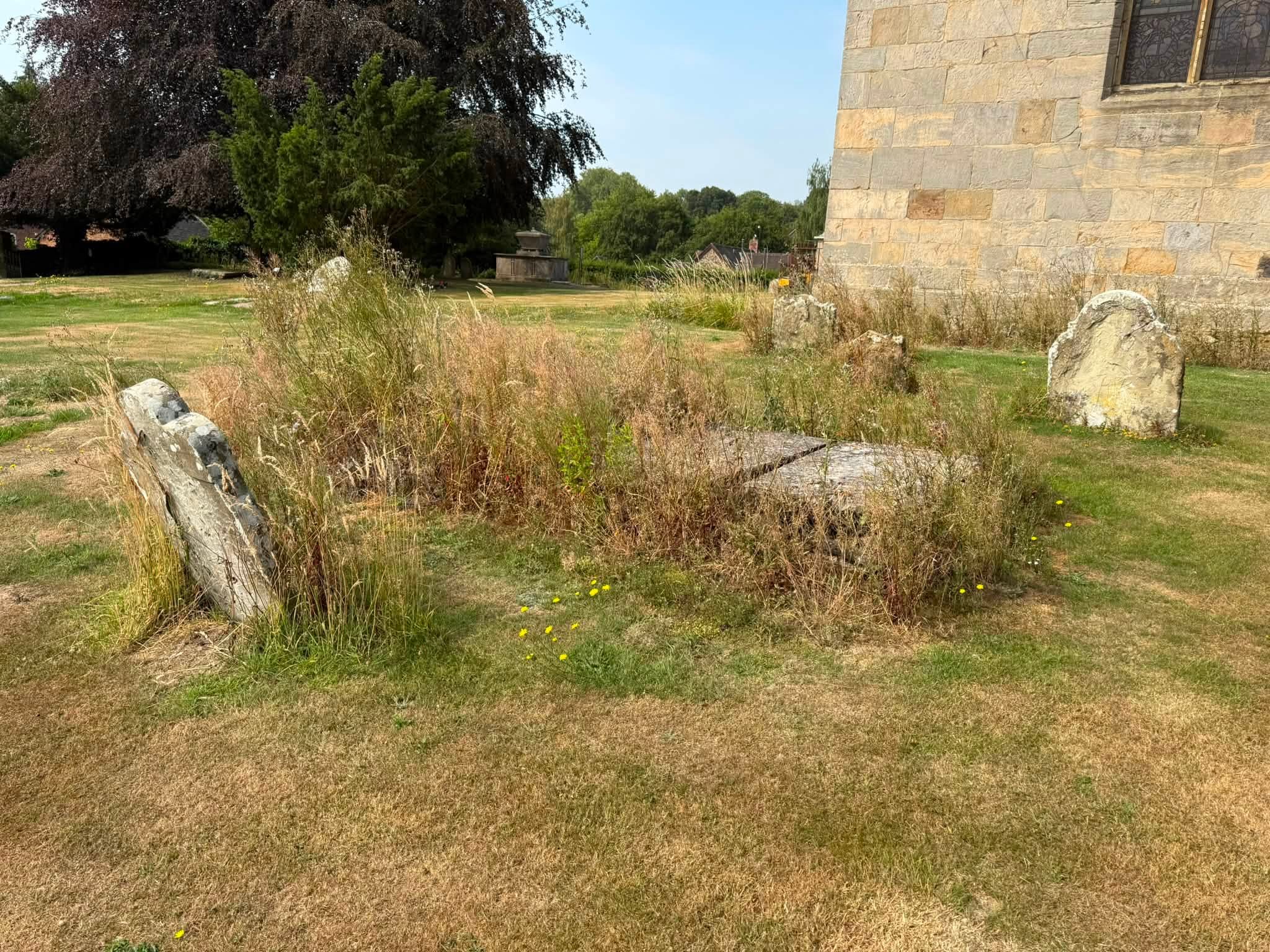 Long grass grown up around the headstones