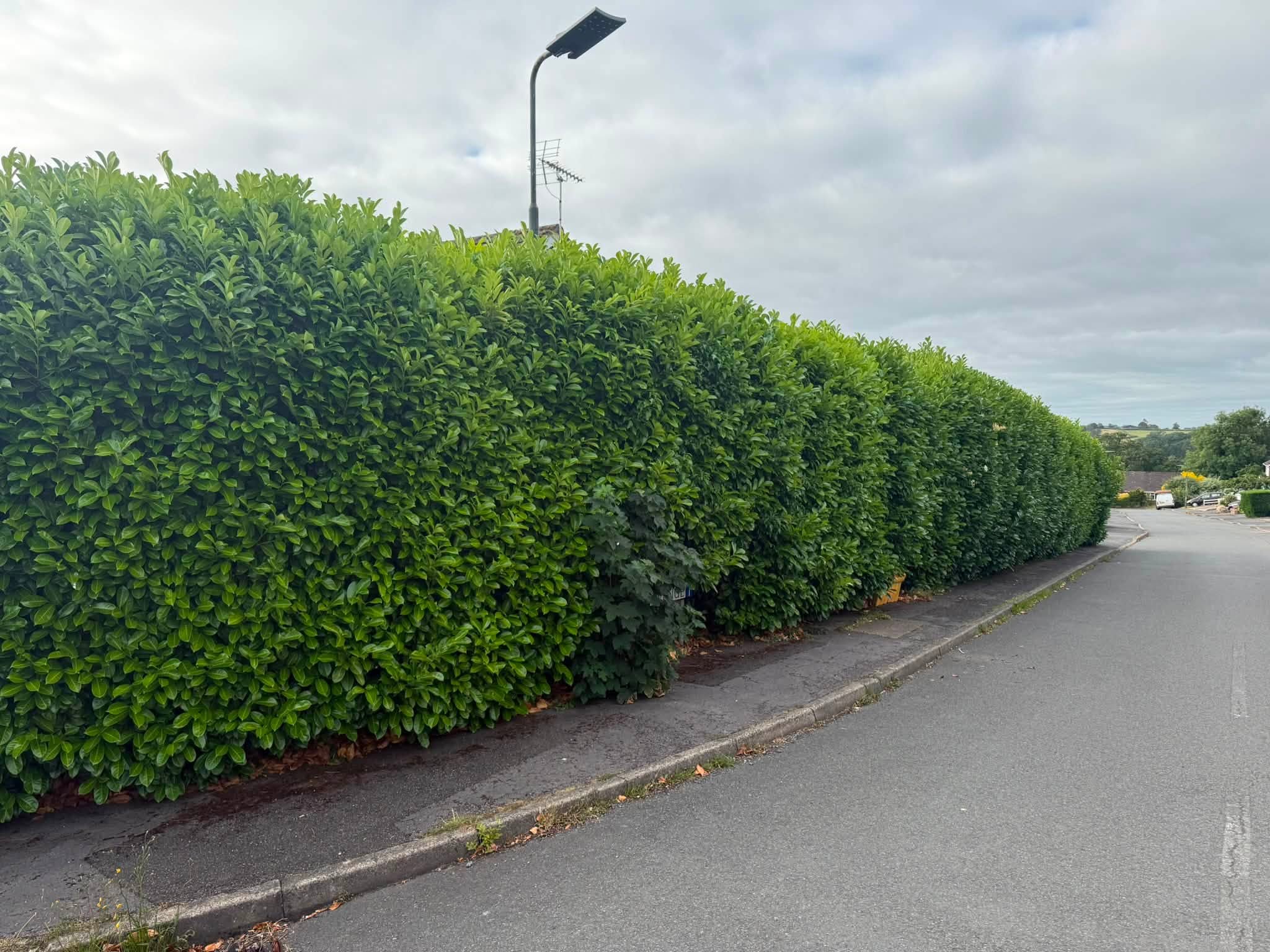 The overgrown laurel hedge before the trim