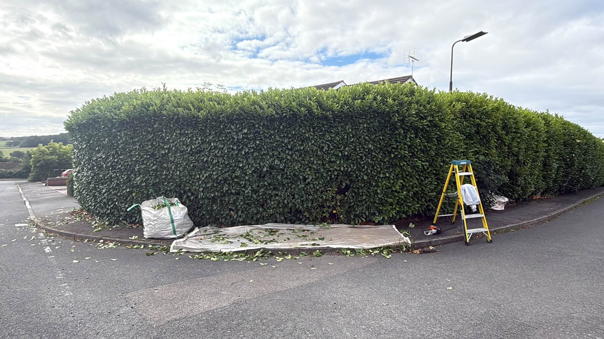 Reshaping the hedge, with cuttings collected on a sheet