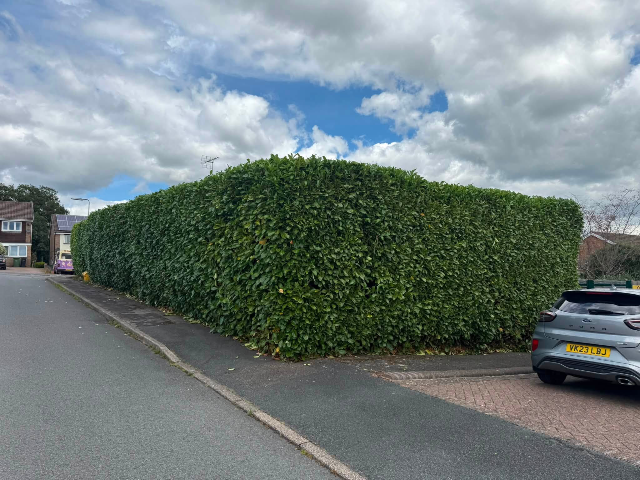 The laurel hedge after trimming, sharp and square along the pavement