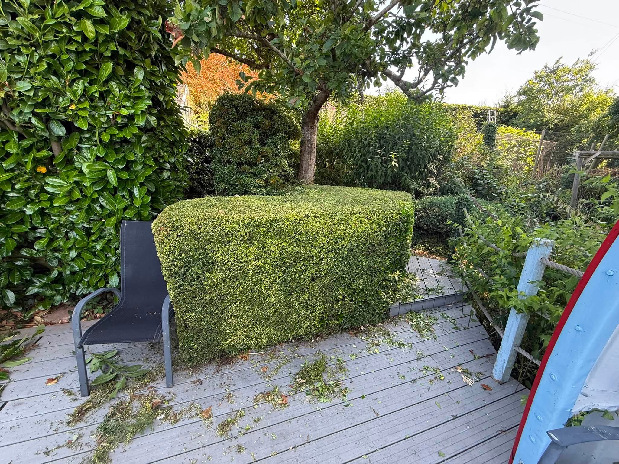 Another hedge shaped as part of the job