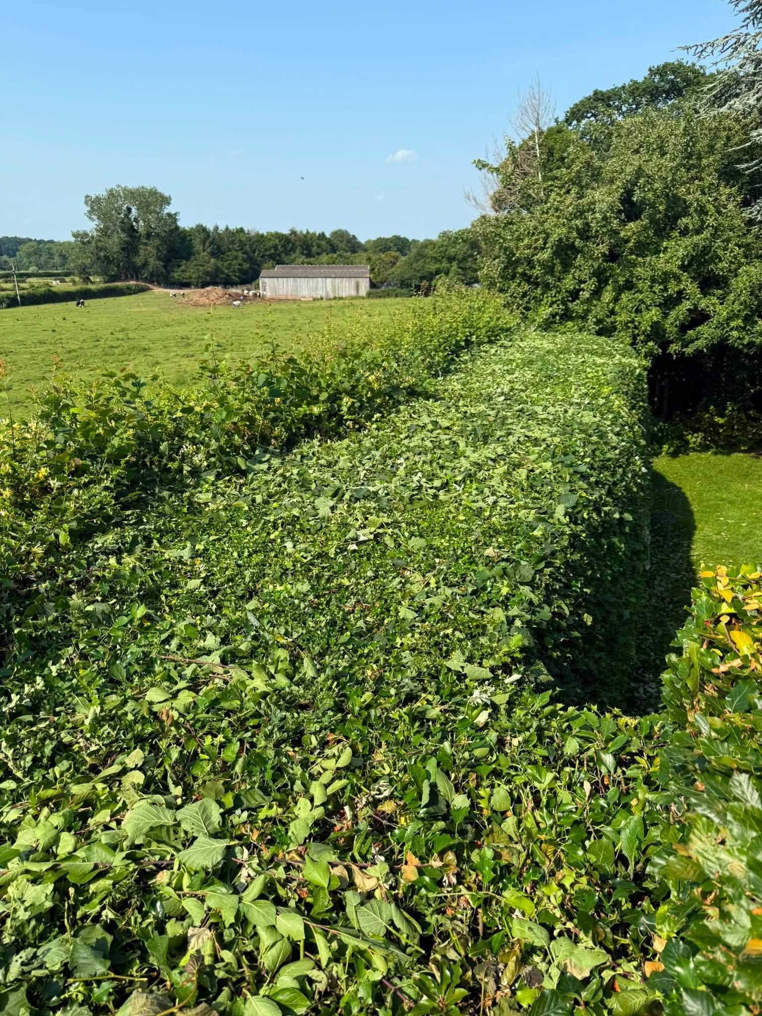 The property looking tidy after the hedges were cut