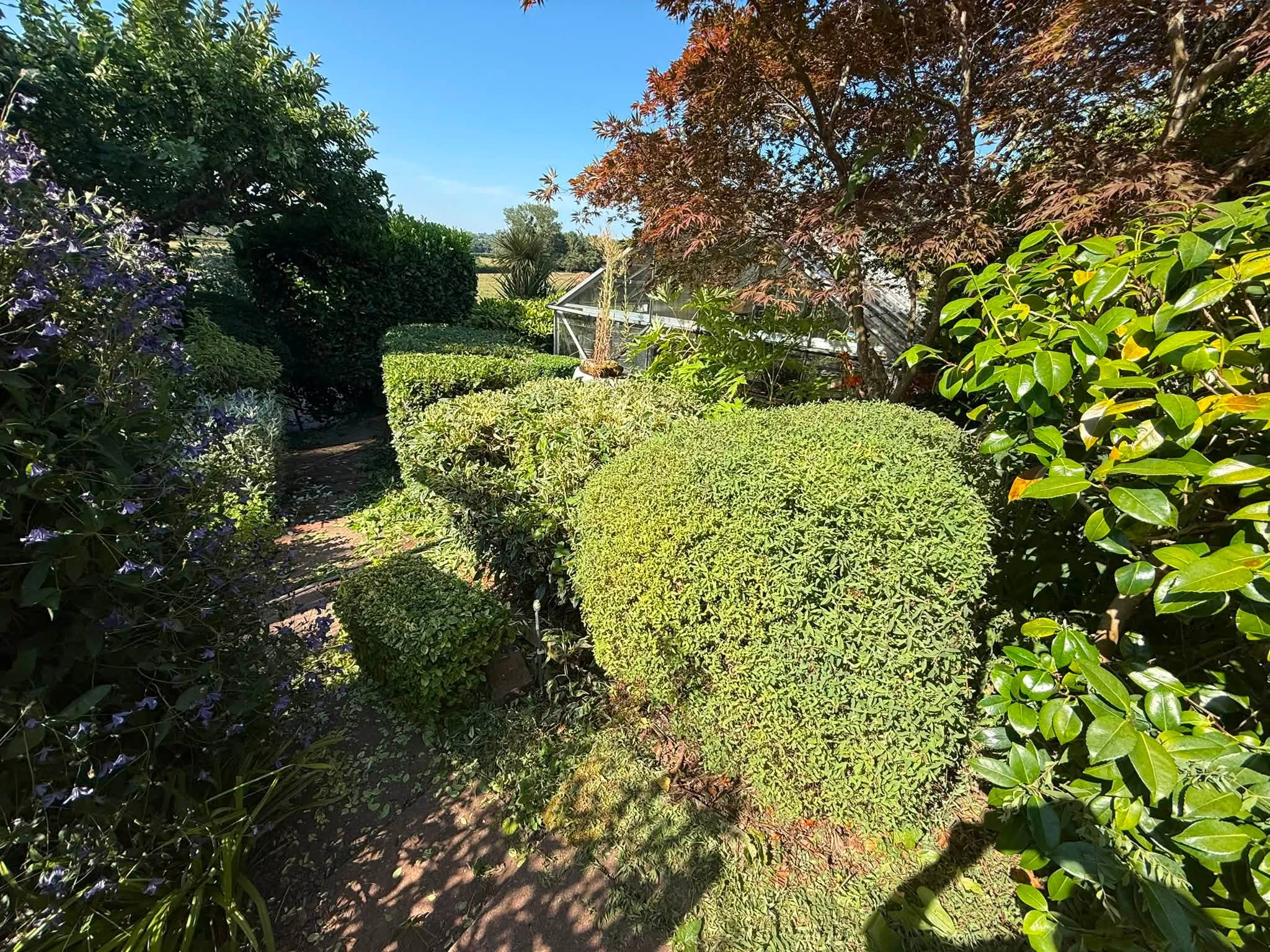 The finished hedges, carefully trimmed and shaped across the property
