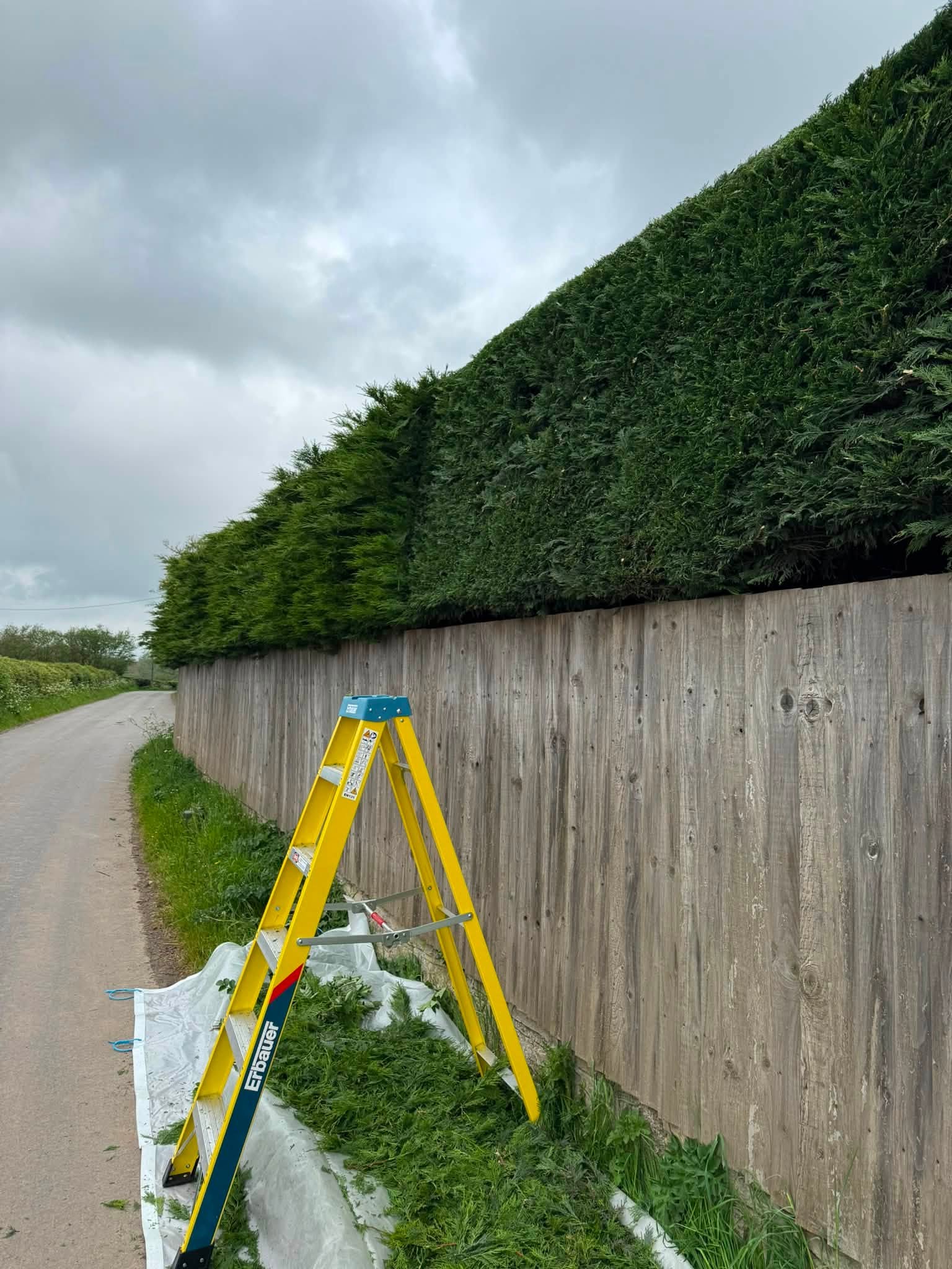 The hedge after cutting, back under control with a clean shape