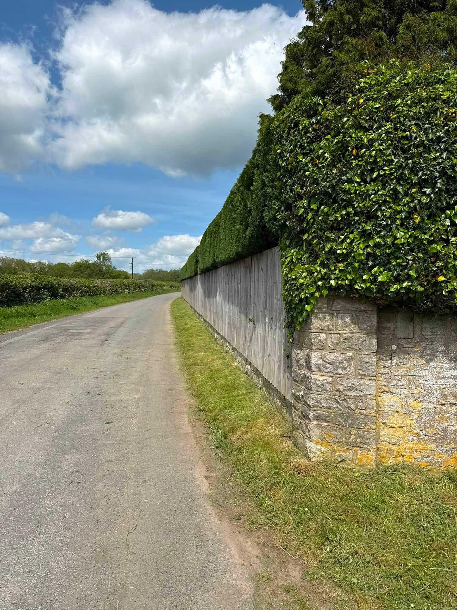 The hedge being shaped and tidied