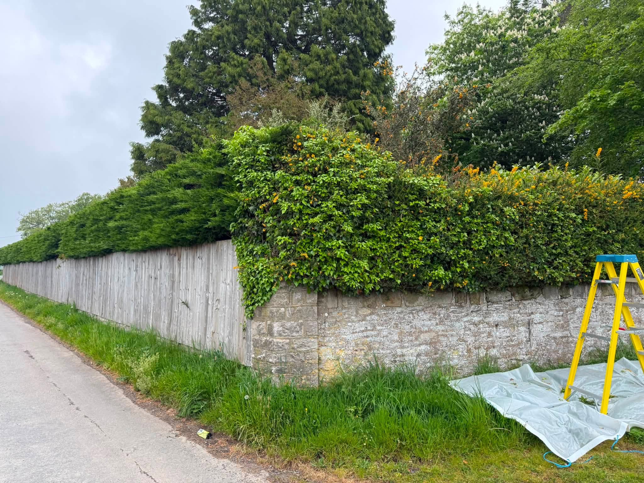 The finished hedge and garden after the final clean-up