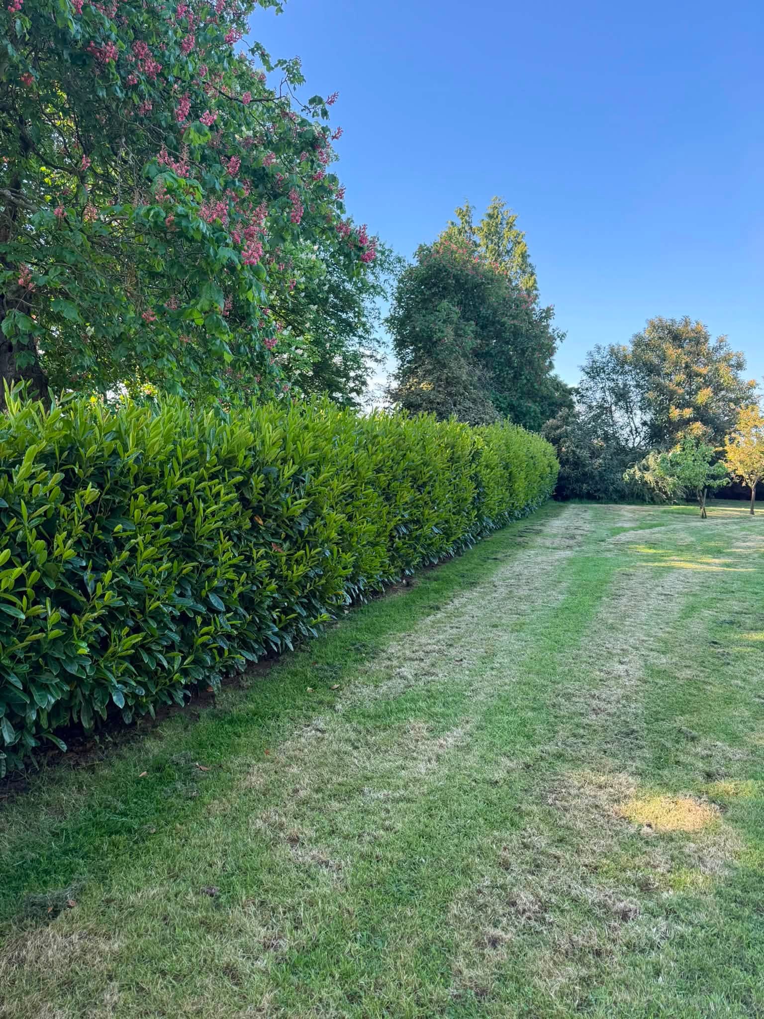 The hedge after cutting, neat and sharp