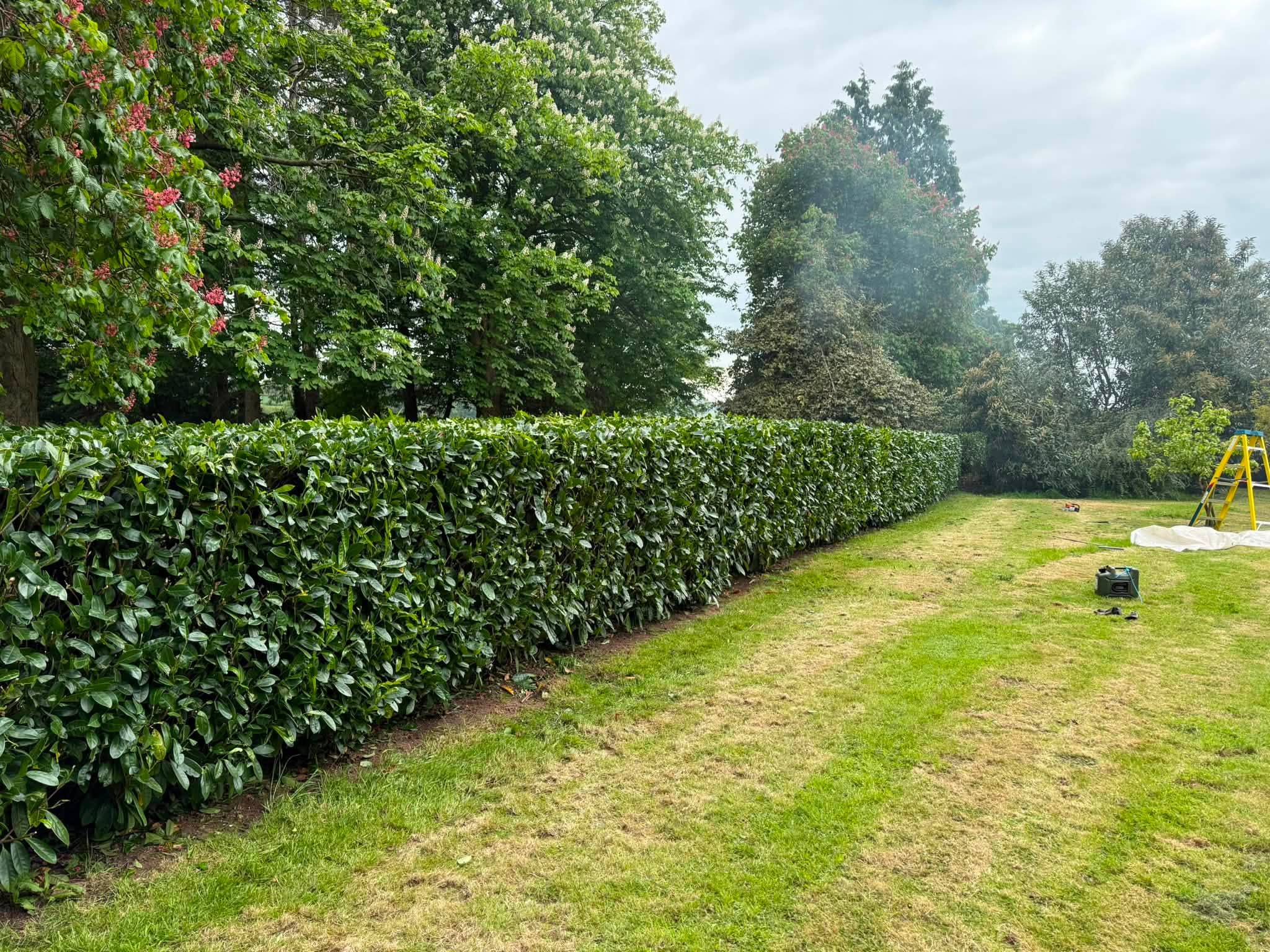 The hedge being trimmed and tidied