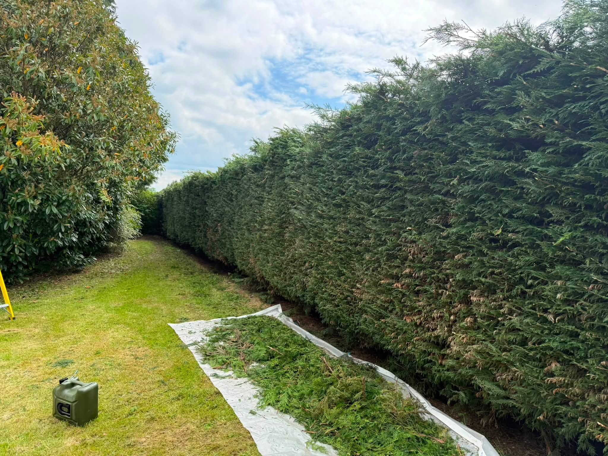 Cuttings cleared away from the hedge