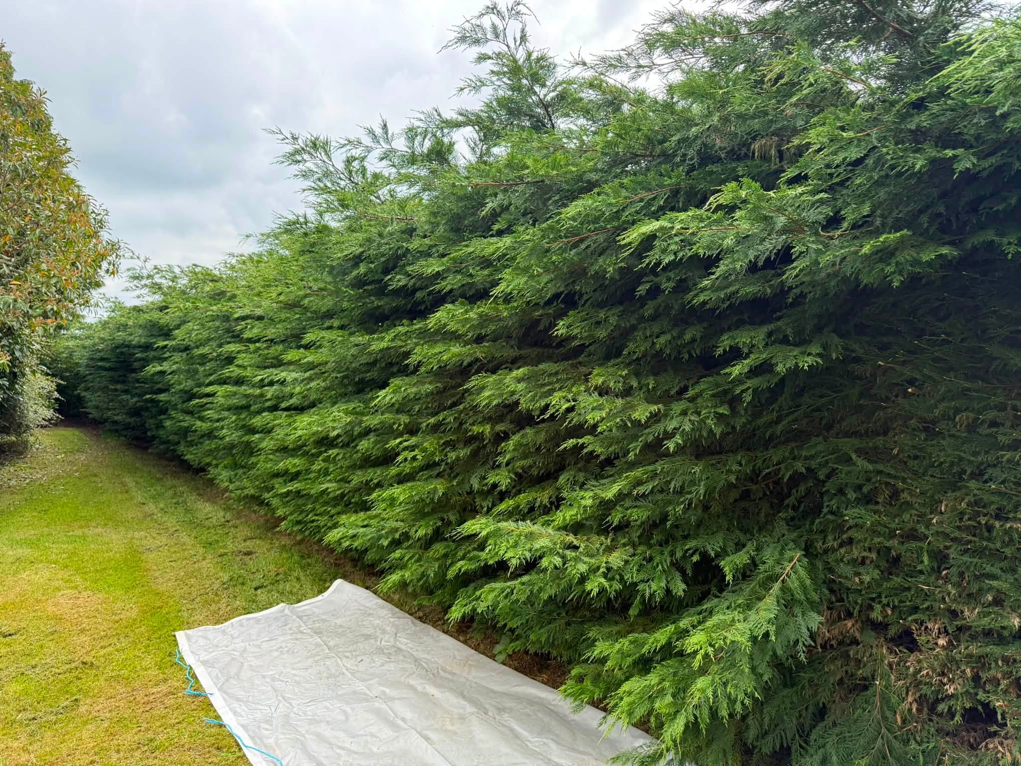 The finished hedge and area left clean and tidy