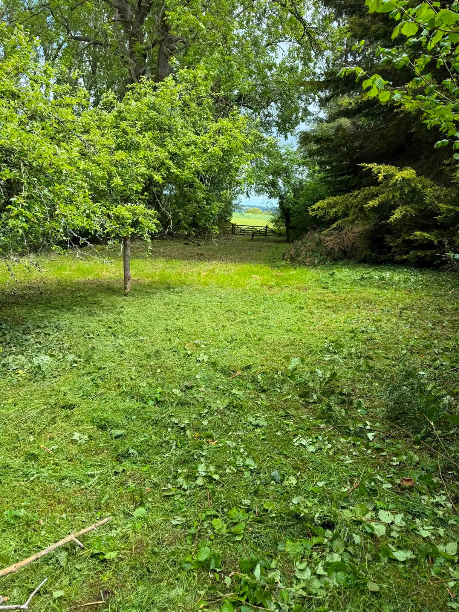 Strimming an overgrown area of vegetation