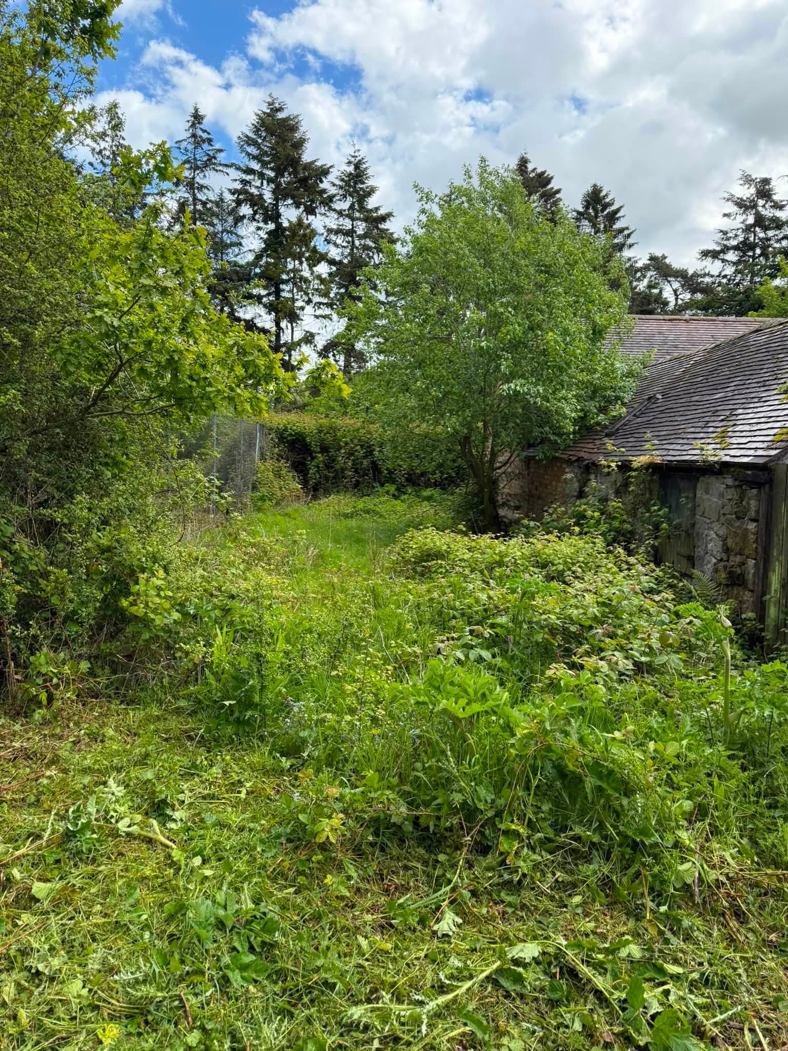 Brambles and brash cleared from the site
