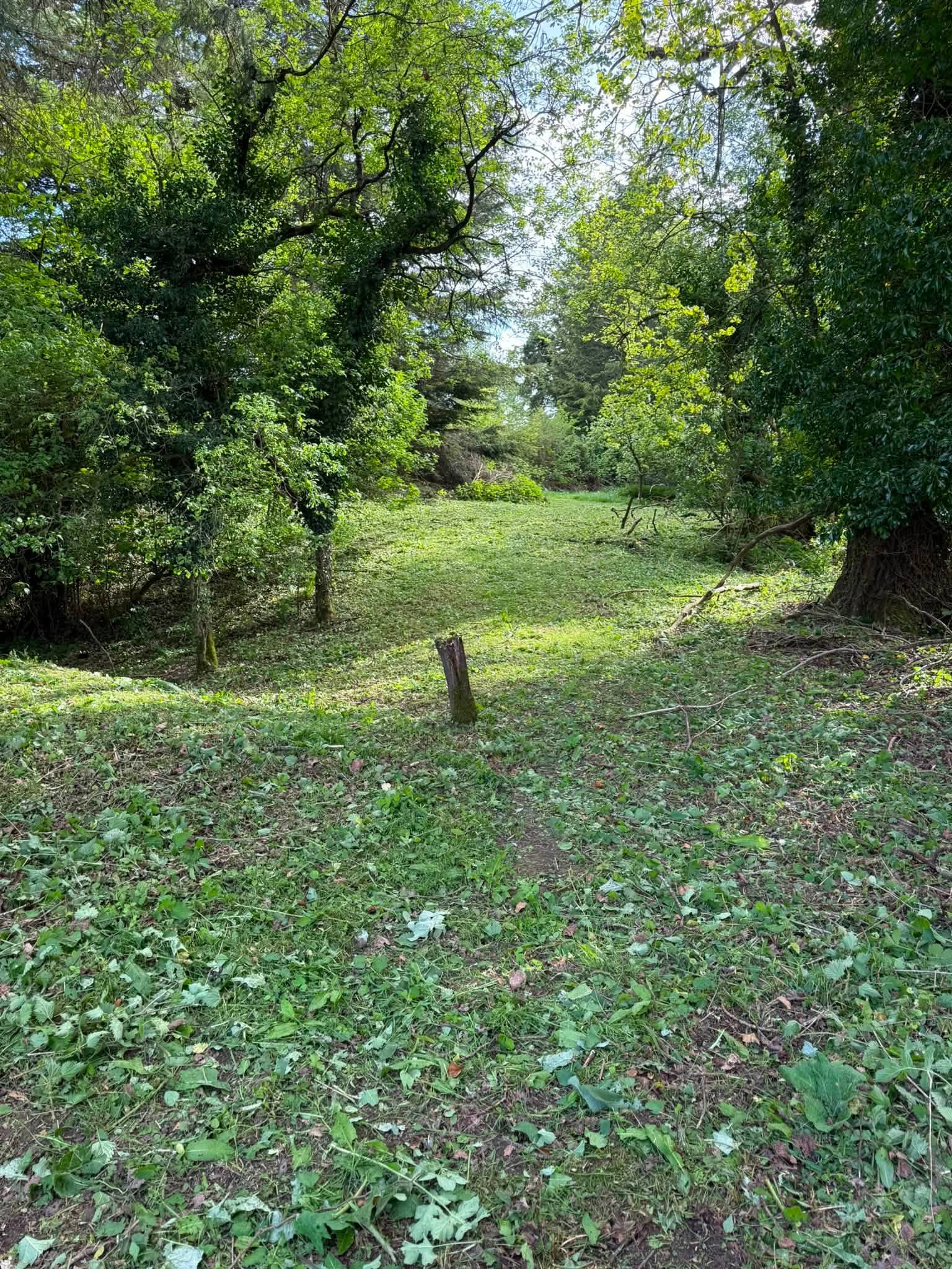 An overgrown boundary being cleared