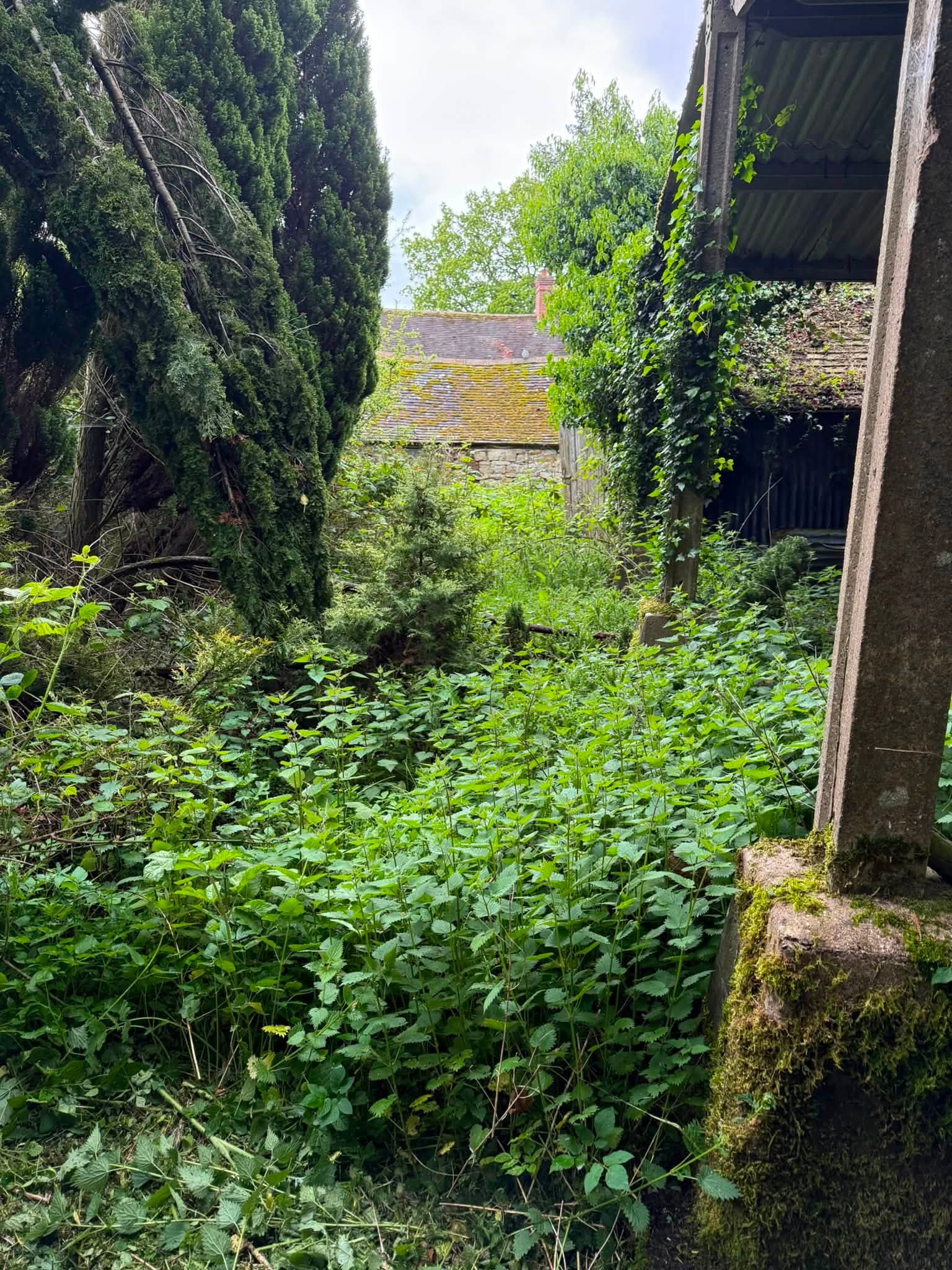 Green waste being cleared from the site
