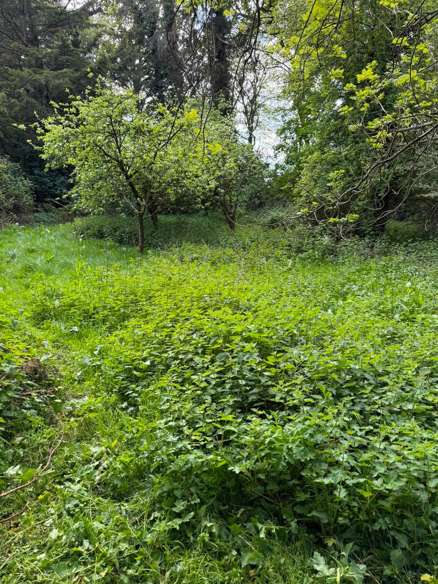 The area looking much tidier after clearance
