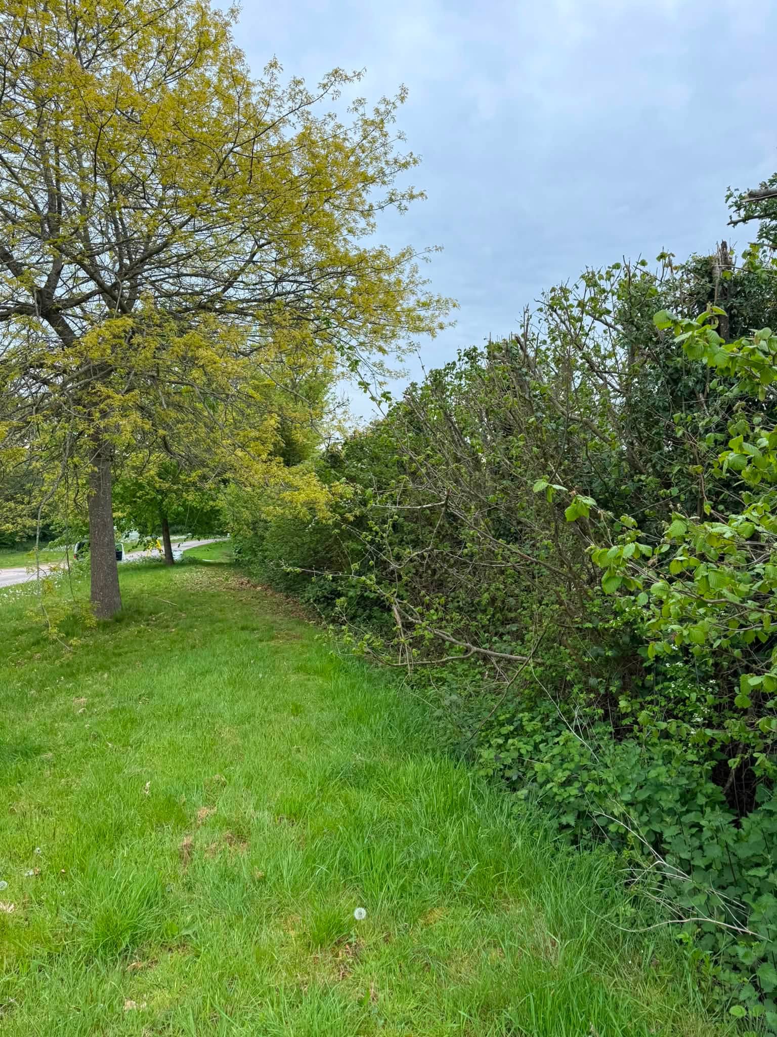 Reducing the overgrown hedge at the commercial site