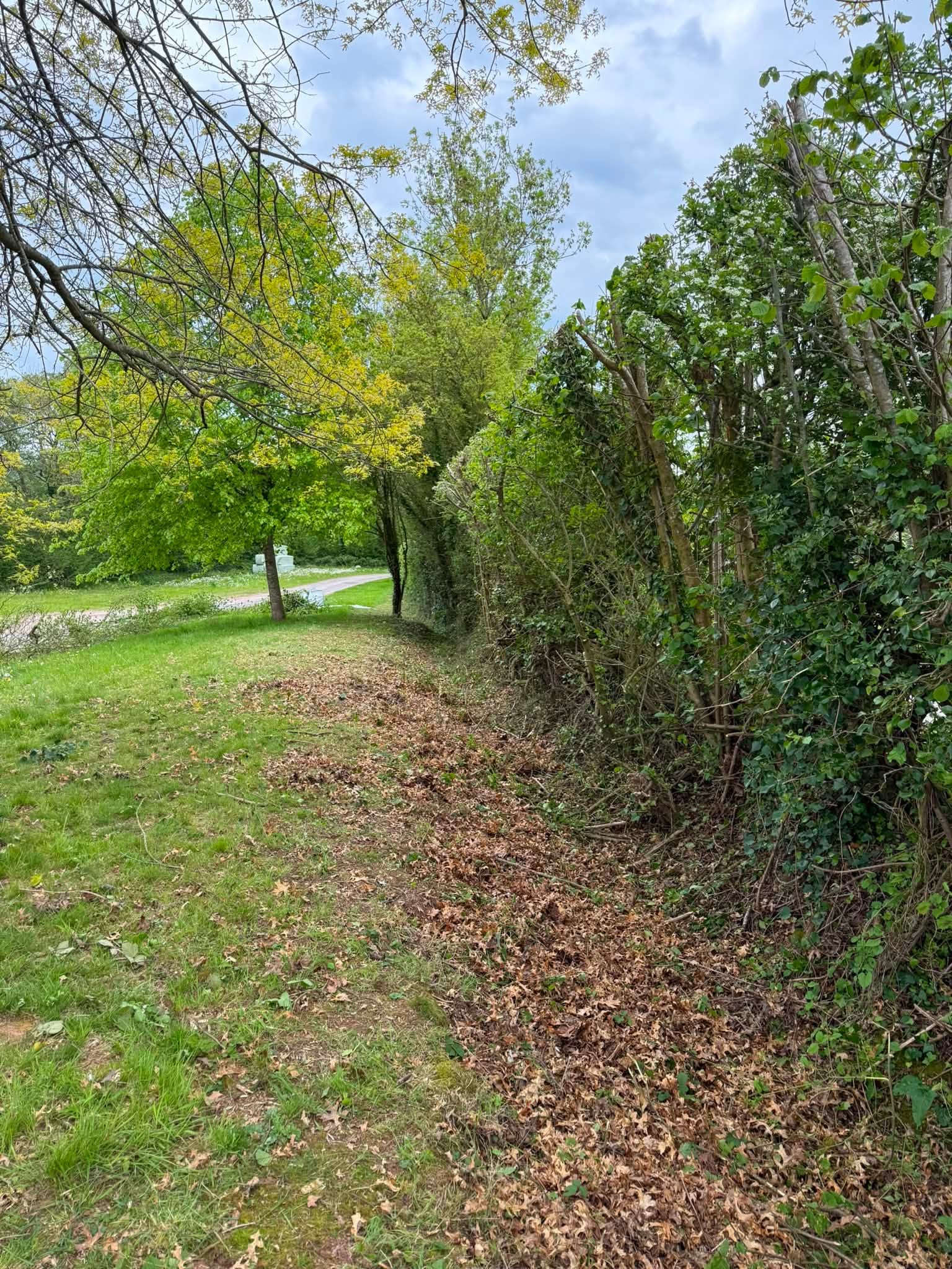 The finished hedge, cut back and looking tidy