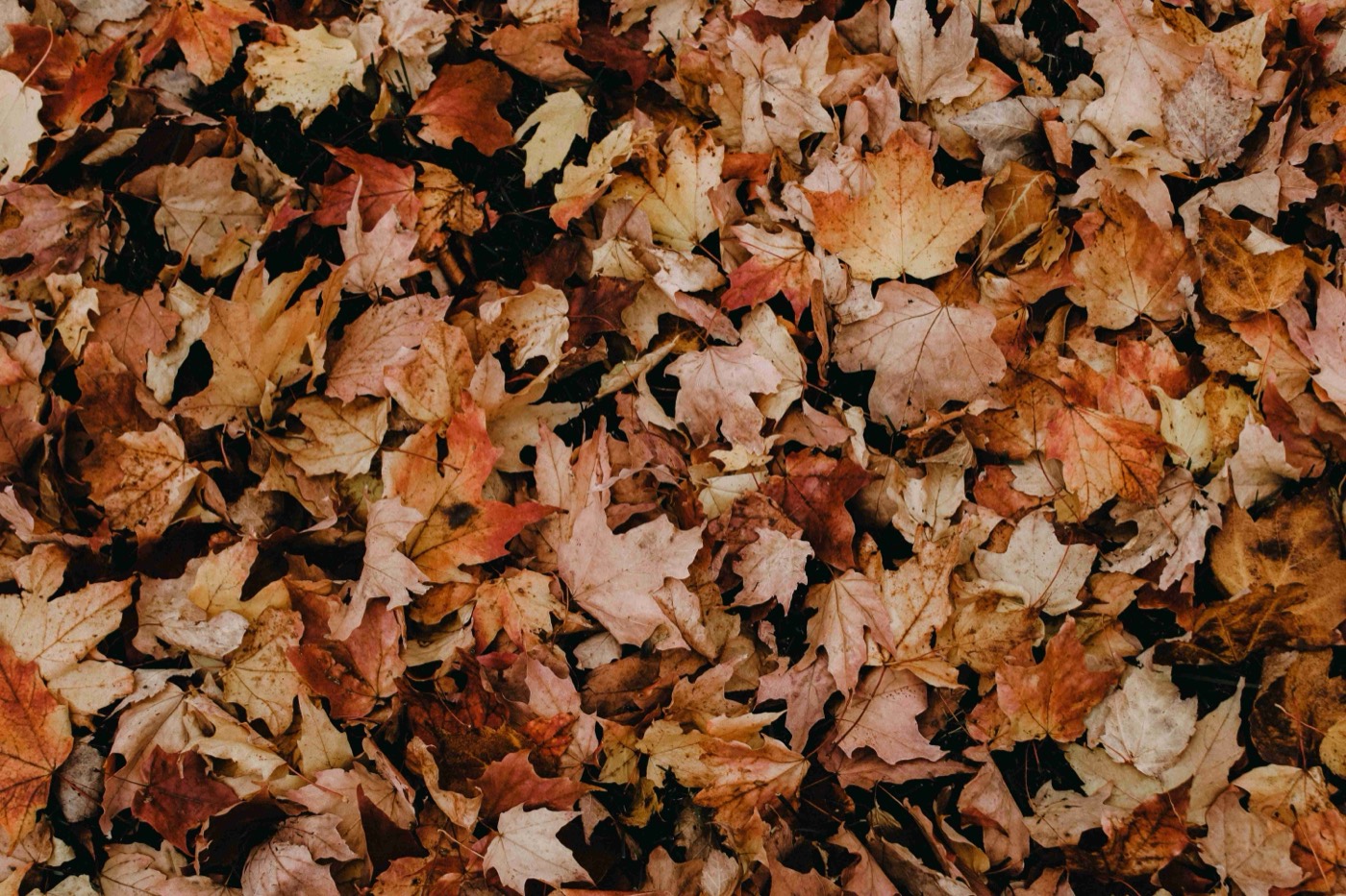 Seasonal garden tidy-up by HGM