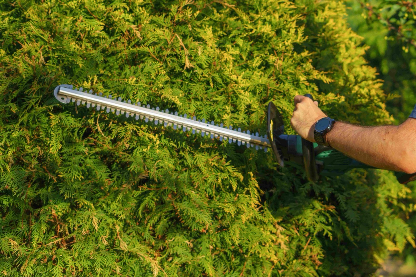 A neatly cut and shaped hedge by HGM